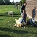 schapen scheren 036