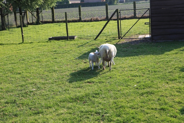 schapen scheren 039