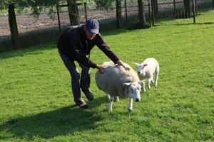 schapen scheren 041