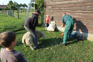 schapen scheren 042