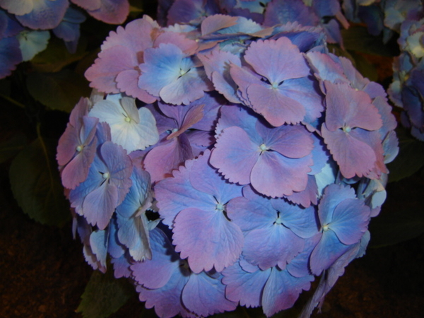 Floralien158