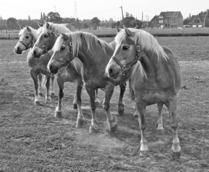 RR070012 kopie
