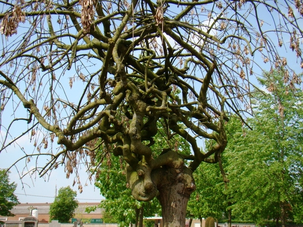 BEVEREN 21 - 4 -2011 043
