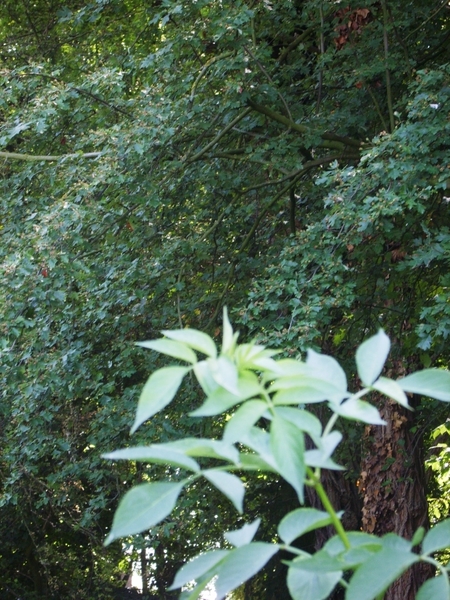 fotos natuur 027