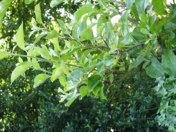 fotos natuur 030