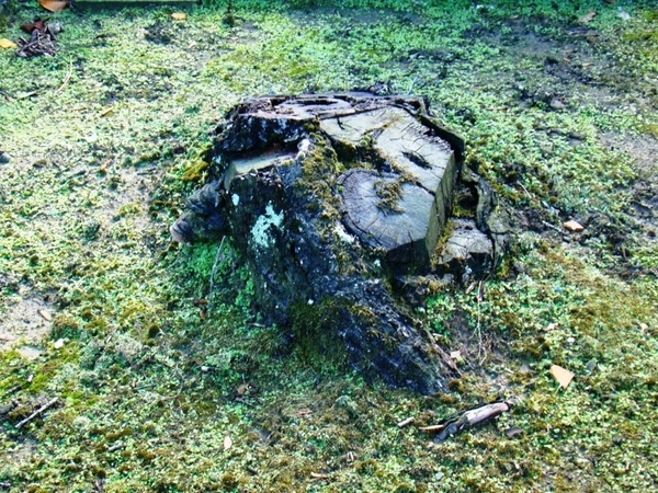 KERKHOF 25 10-2010 040