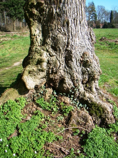 STERREBOS 2011 MAART - 1 020