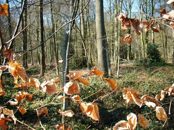 STERREBOS 2011 MAART - 1 029