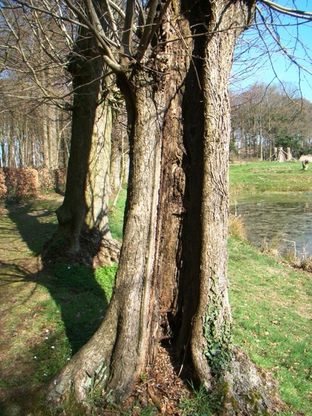 STERREBOS 2011 MAART - 1 030