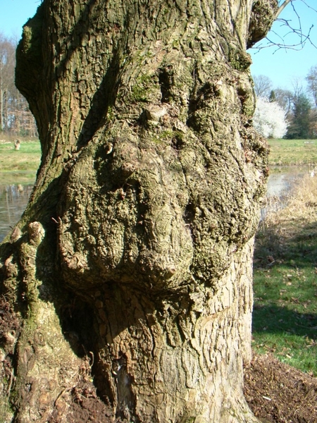 STERREBOS 2011 MAART - 1 034