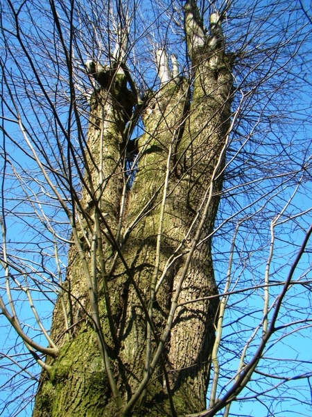 STERREBOS 2011 MAART - 1 043