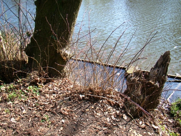 STERREBOS 2011 MAART - 1 047