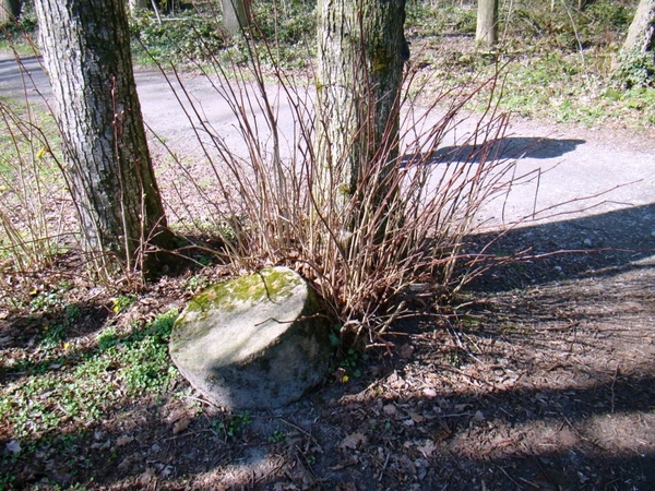 STERREBOS 2011 MAART - 1 051