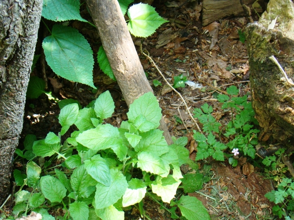 MEI 2011 094