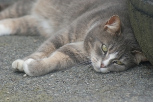 De poes van de boerderij