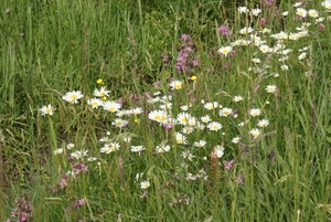 Mooie bloemetjes