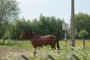 Paardje langs de sporen ( bijna in lier )