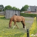 Paardje tussen de mooie gele bloemetjes