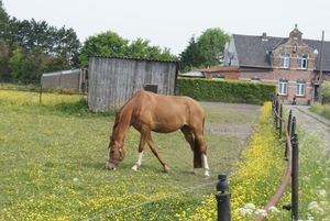 Paardje tussen de mooie gele bloemetjes