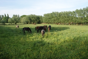 Paardjes gezellig samen