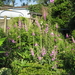 Afbeelding 456-juni-digitalis
