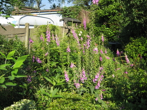 Afbeelding 456-juni-digitalis