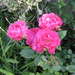 Afbeelding 460-roos-juni