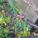 cercis 03
