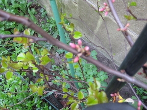cercis 03