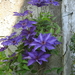 clematis 04-mei