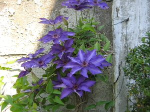 clematis 04-mei