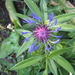 korenbloem