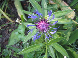 korenbloem