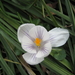 krokus