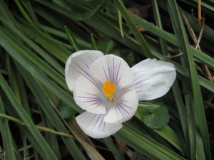 krokus