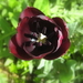 tulp