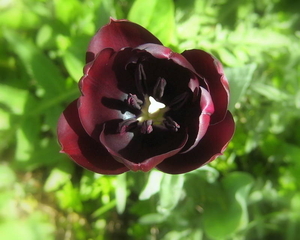 tulp