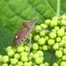 hortentia  met wants