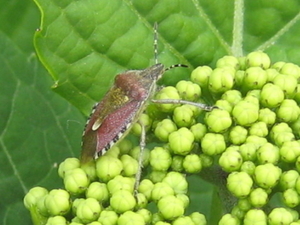 hortentia  met wants