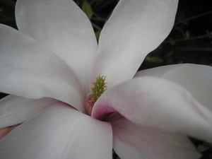 magnolia