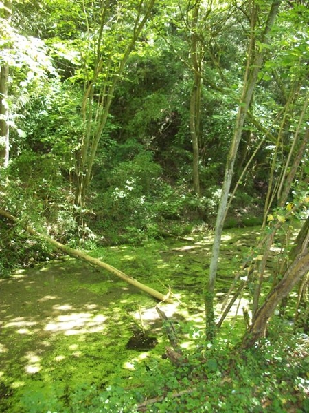 100-Langs het pad v.d.oude spoorweglijn