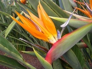 Tenerife 297