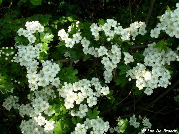 marche Adeps wandeling Gozin Ardennen