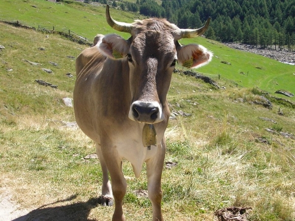 Dorf Tirol 2007 041