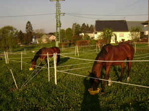 Meitocht 2011 Sd Eifel 013