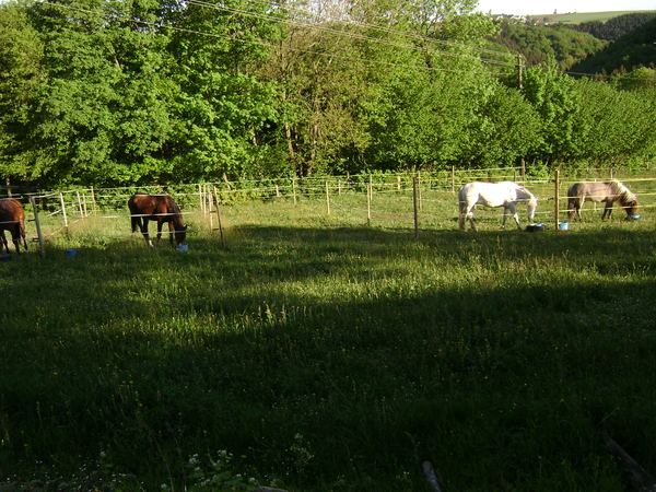 Meitocht 2011 Sd Eifel 041