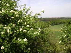 Meitocht 2011 Sd Eifel 097