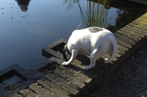 dorst