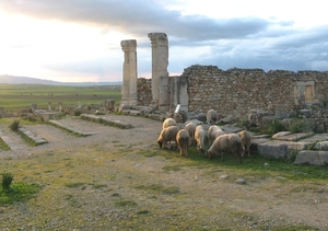 d Volubilis 001 (73)