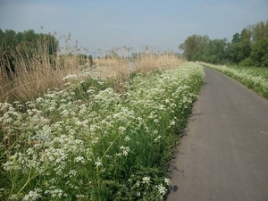 21-Wandelpad langs de Durme-dijk